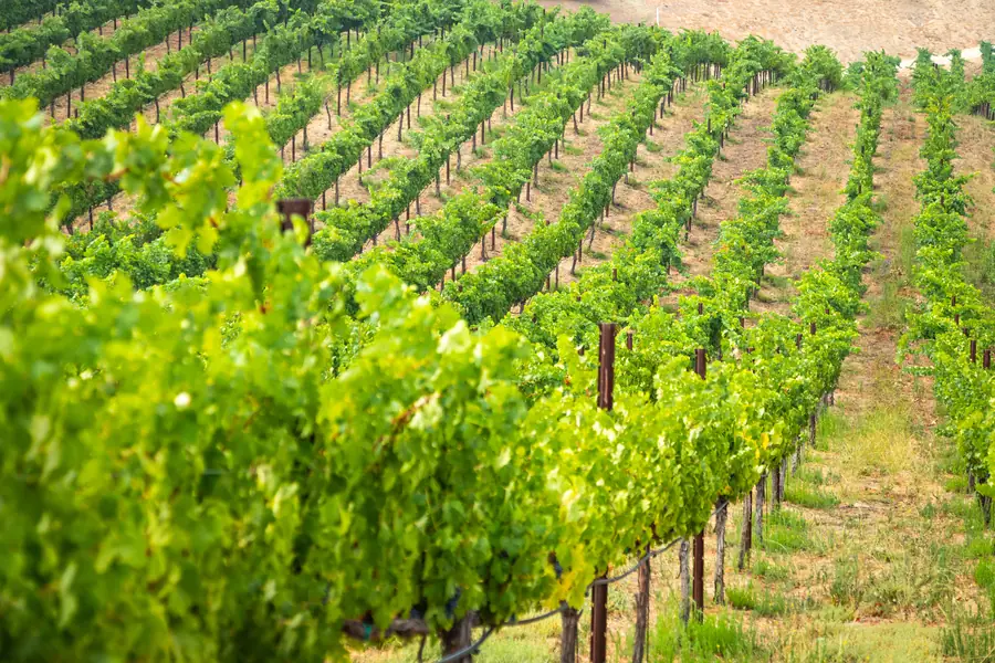 Weinberg in der Morgensonne